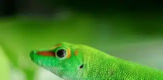 lizard, madagascar, day gecko