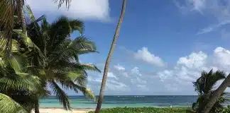 green palm tree on beach shore during daytime